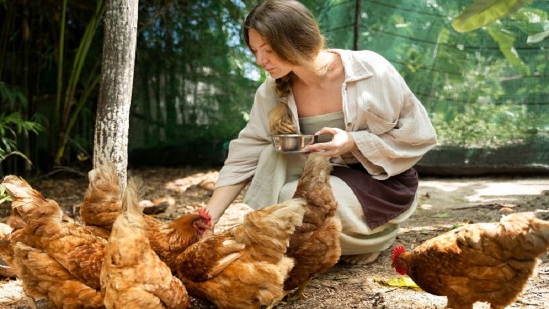 woman feeding the chickens