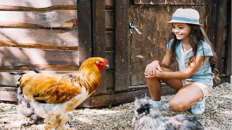 smiling girl looking at chickens