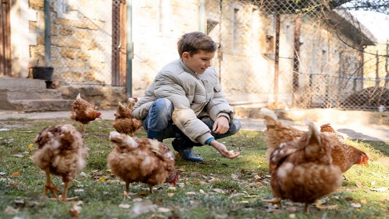 boy feeding chickens in their backyard